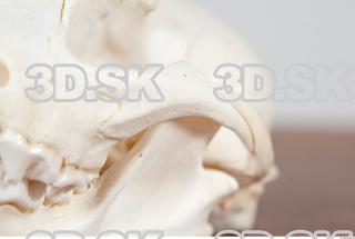 Skull photo reference 0061